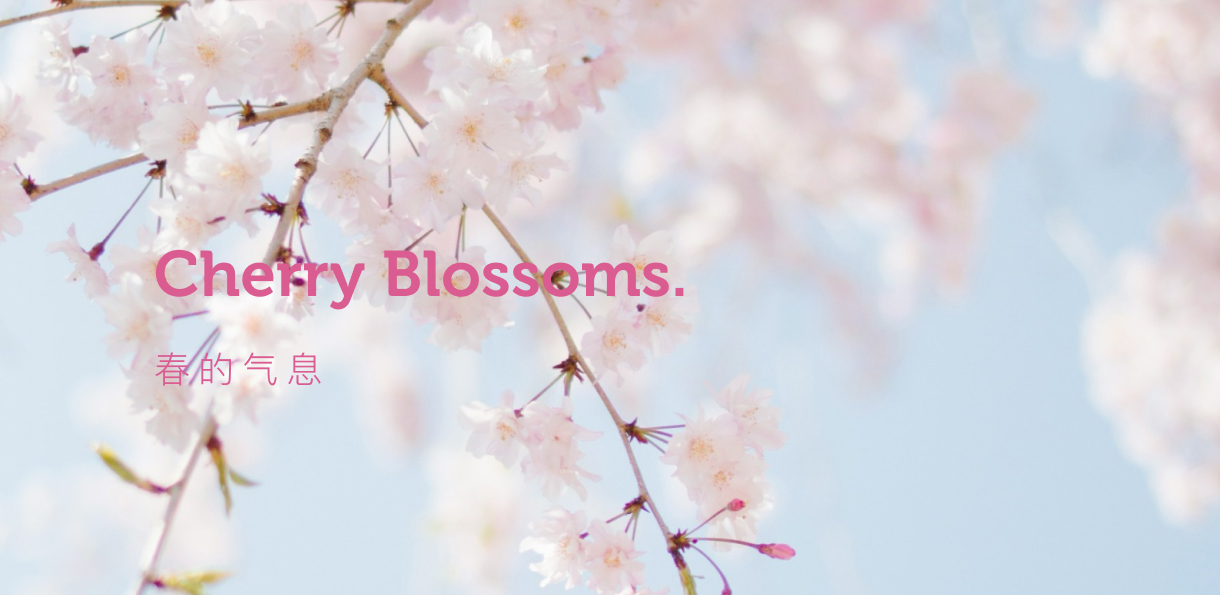 kv-1220-Cherry-blossoms