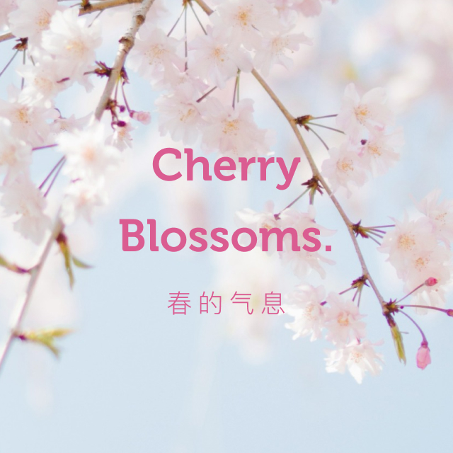 kv-640-Cherry-blossoms